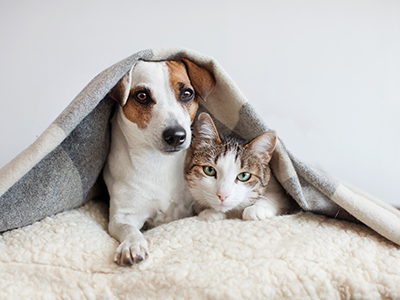 預防過敏體質 狗狗貓貓多吸多健康